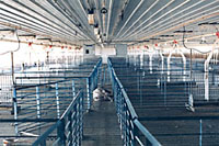 Photo of interior of hog confinement building